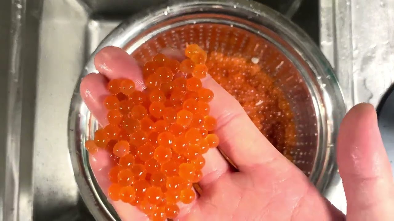 生筋子寿司#三文鱼籽 #鲑鱼籽 #三文鱼 #