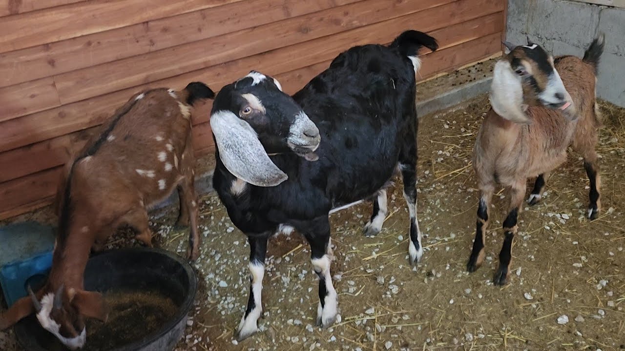 Mama is being stubborn with her babies...still waitin