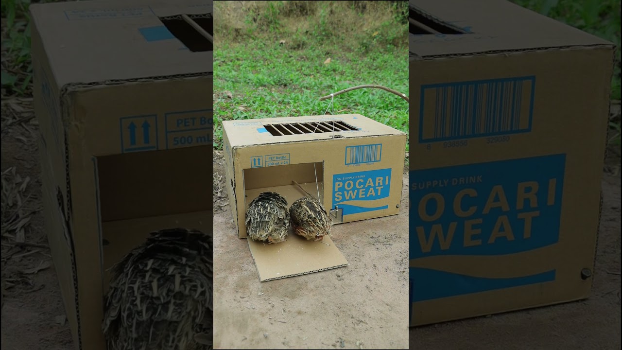 Good Quick Bird Trap Make From Cardboard Box #shorts