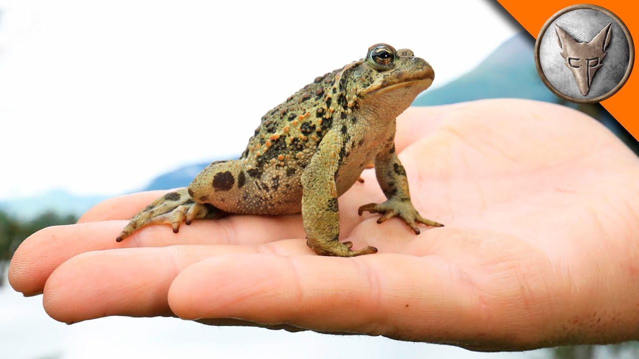 Alaska's Only Toad!