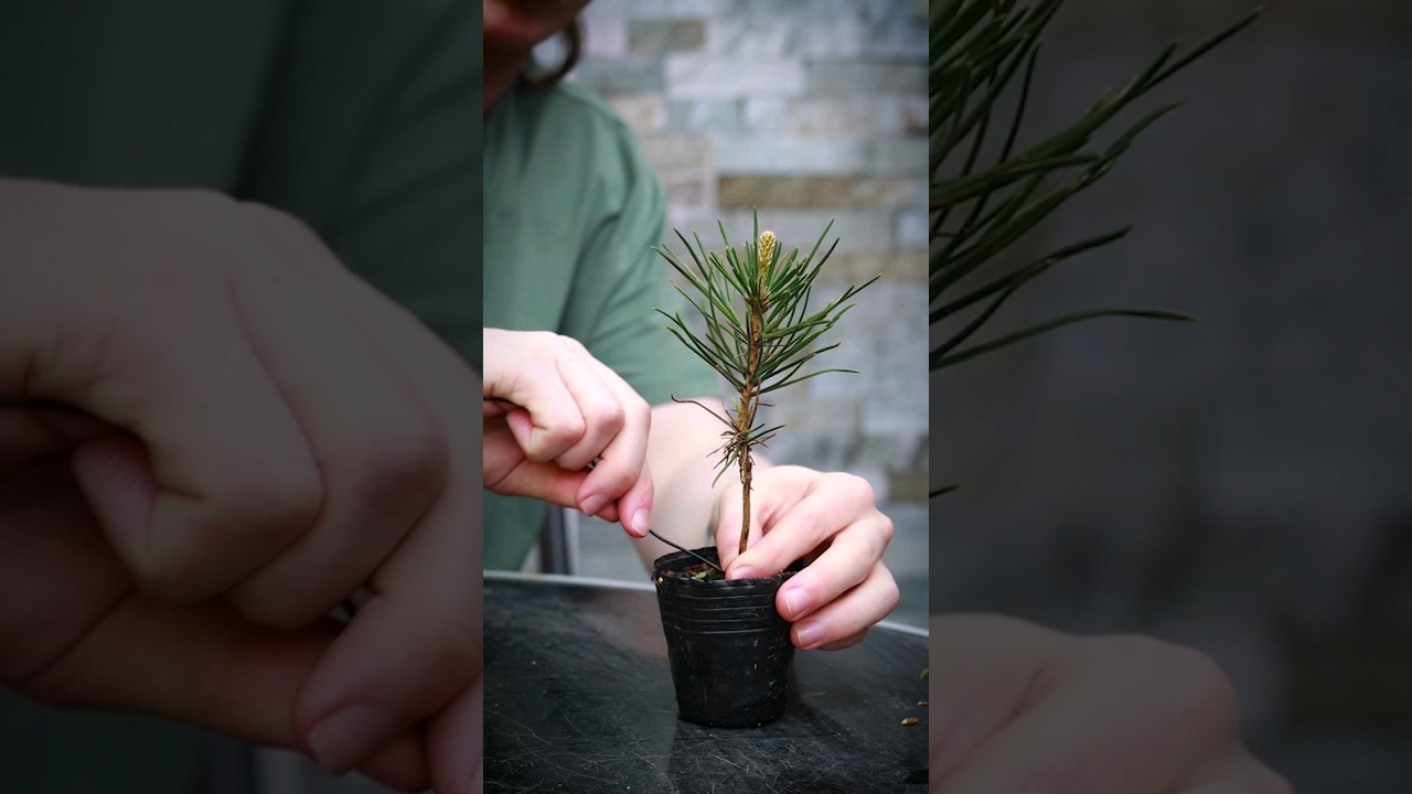 Как сформировать саженец бонсай🌱 (японская черная сосна)