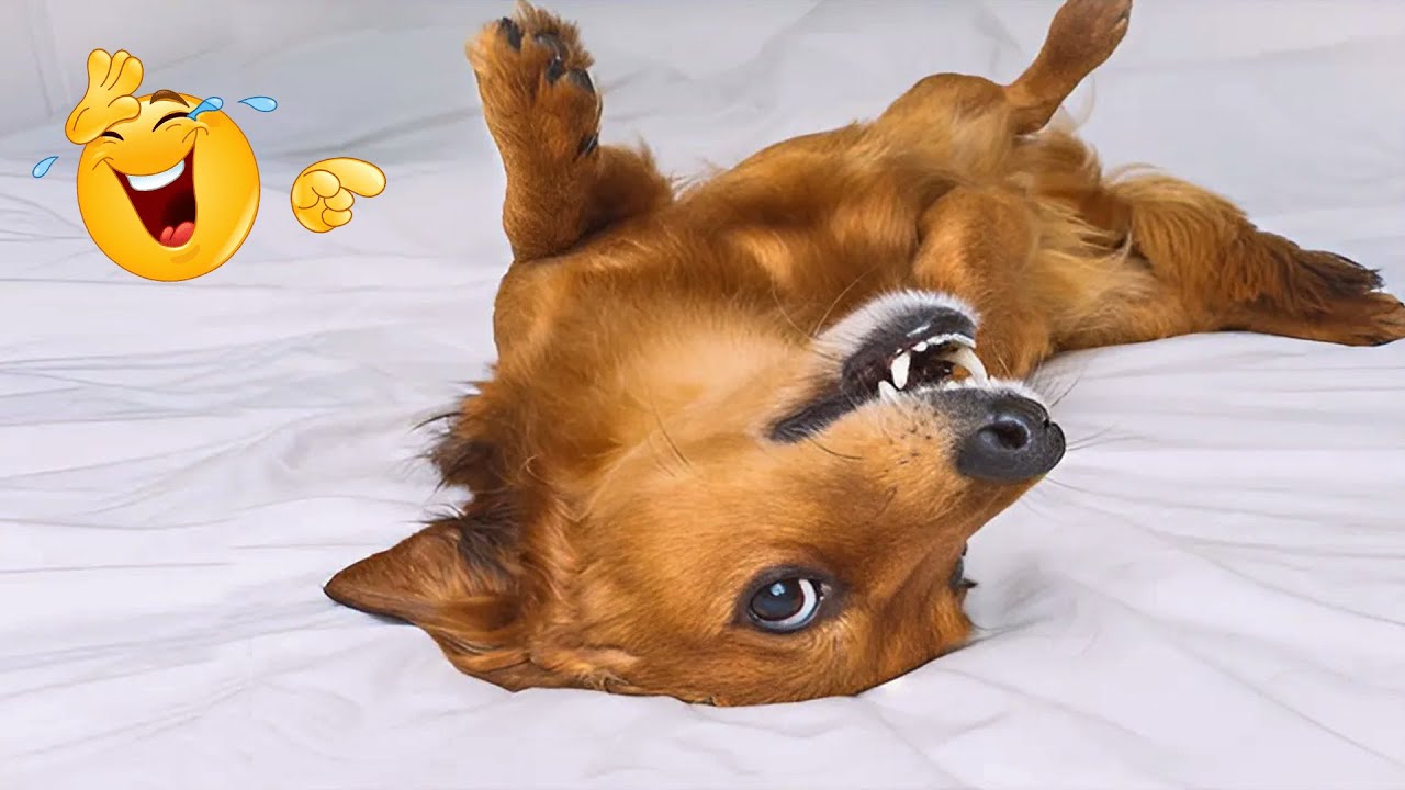 Funniest Confused Pets Compilation 😹🐶 The Funniest Cat & Dog Moments Compilation 🐾