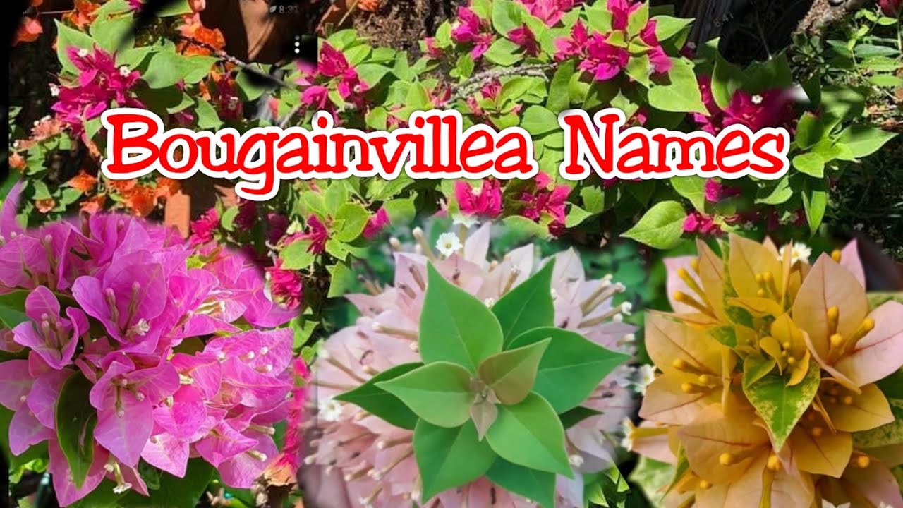 Bougainvillea Plant Names Part 1