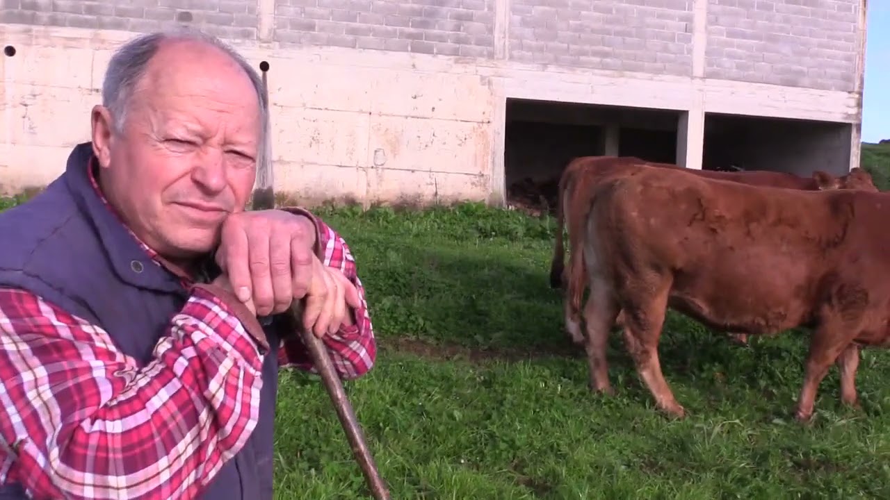 Ganaderos en su hábitat | Limosinas en Fresnedo 9.4.2021