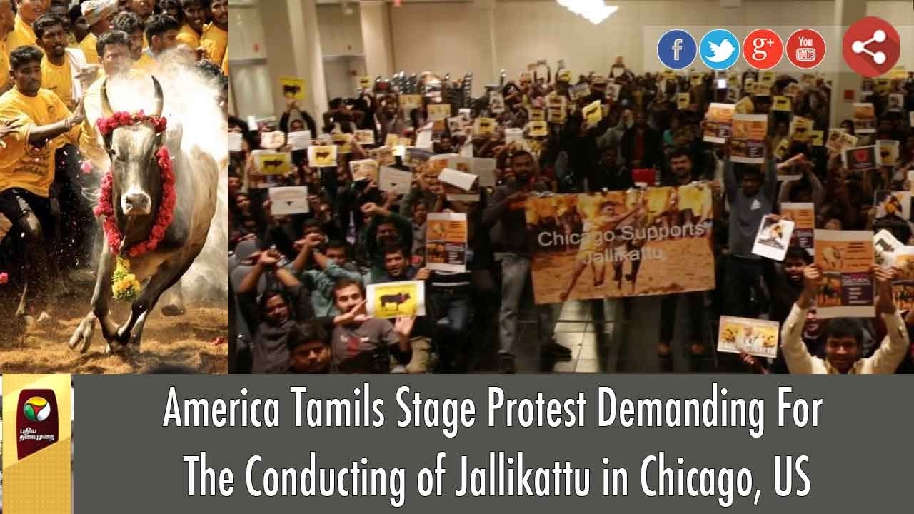 America Tamils Stage Protest Demanding For The Conducting of Jallikattu in Chicago, US