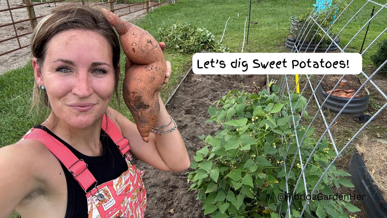 Sweet Potato Harvest - North Florida Garden 