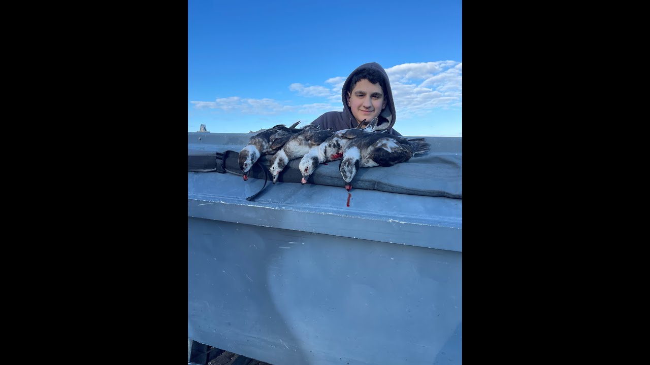 Seaduck Hunting-Scoter, Oldsquaw-Longtailed duck. Shotkam Long Island NY.