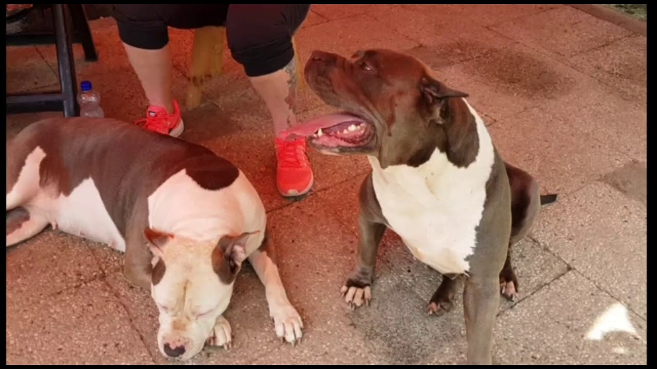 My Giant American bully girls and pups