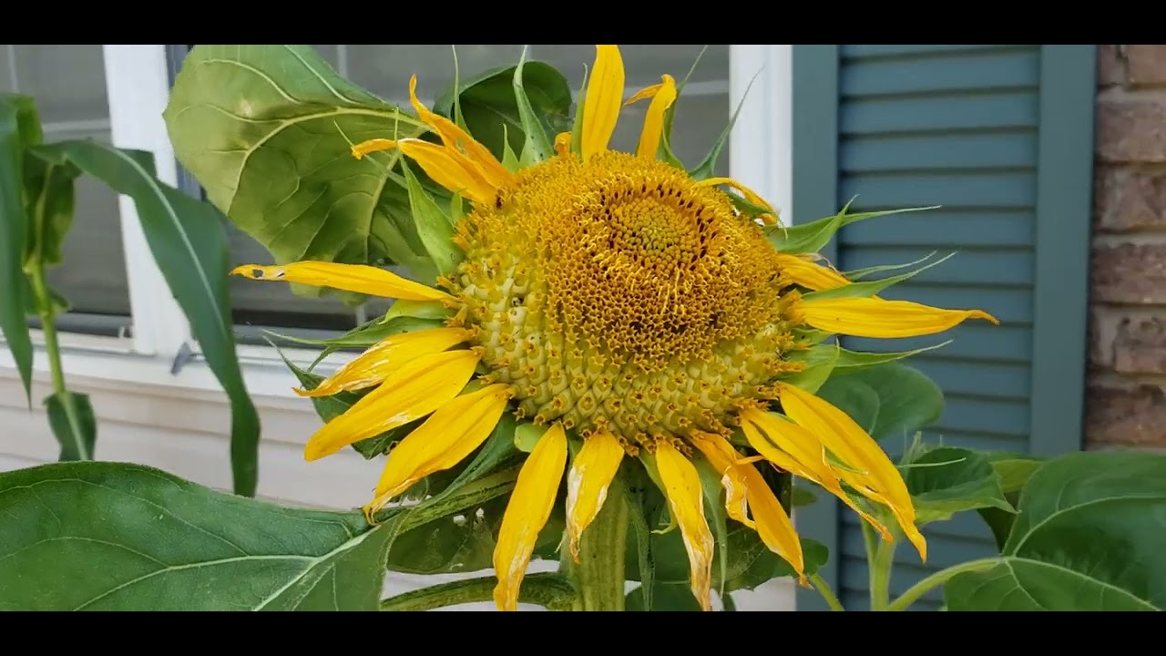 Tree trunk terrace update July