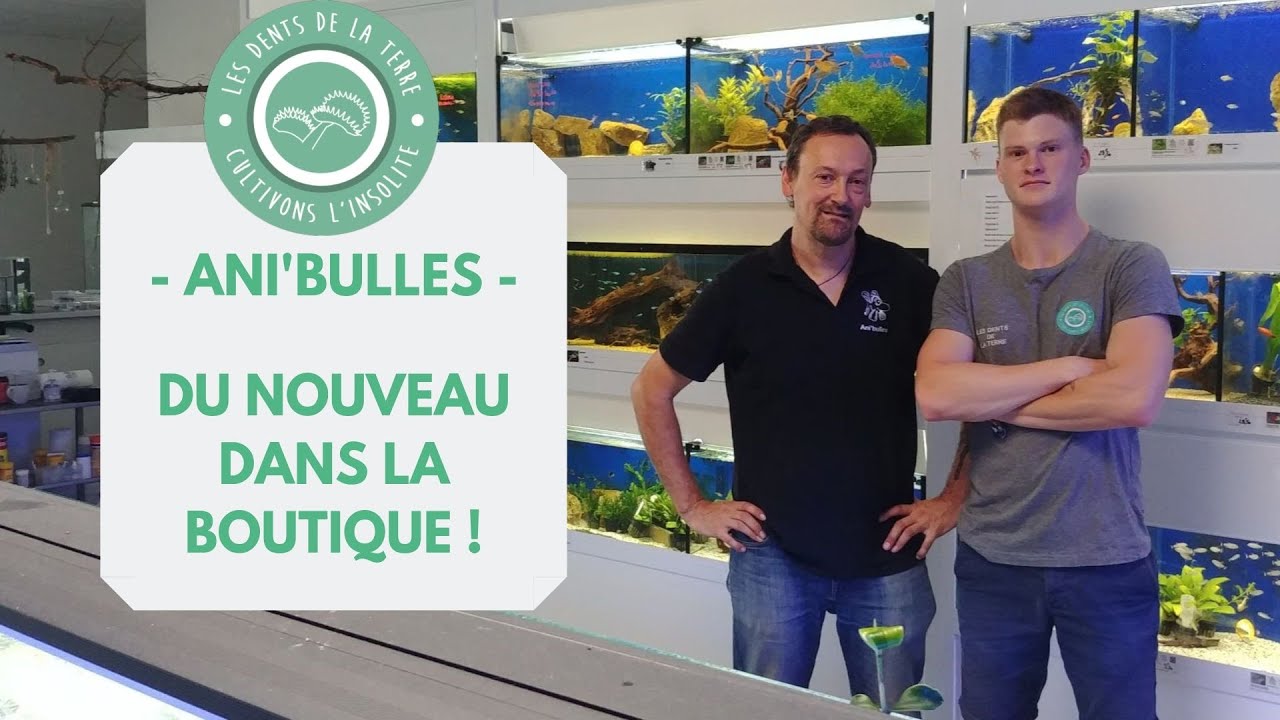 L&rsquo;aquariophile  avec Ani&rsquo;bulles ! - BONUS exposition d&rsquo;insectes 🐜