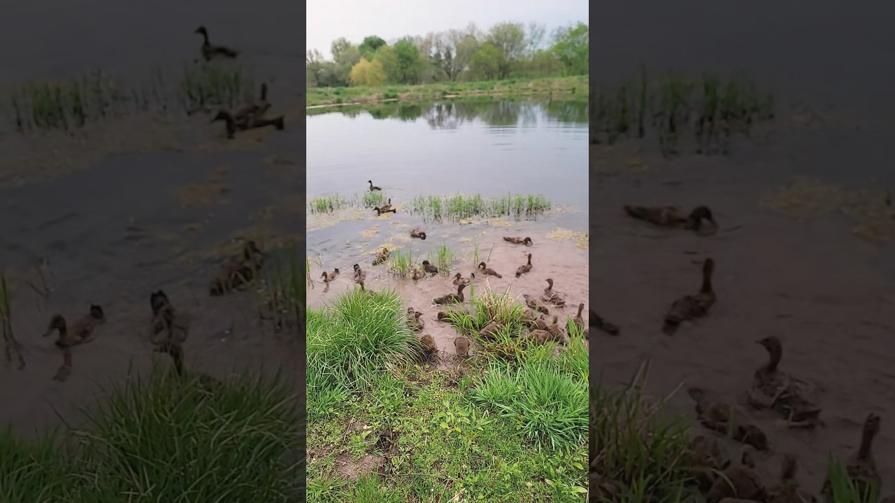 Ducklings getting their duck on!! #duck #homestead #babyanimal #farming #babybird #duckfarmer