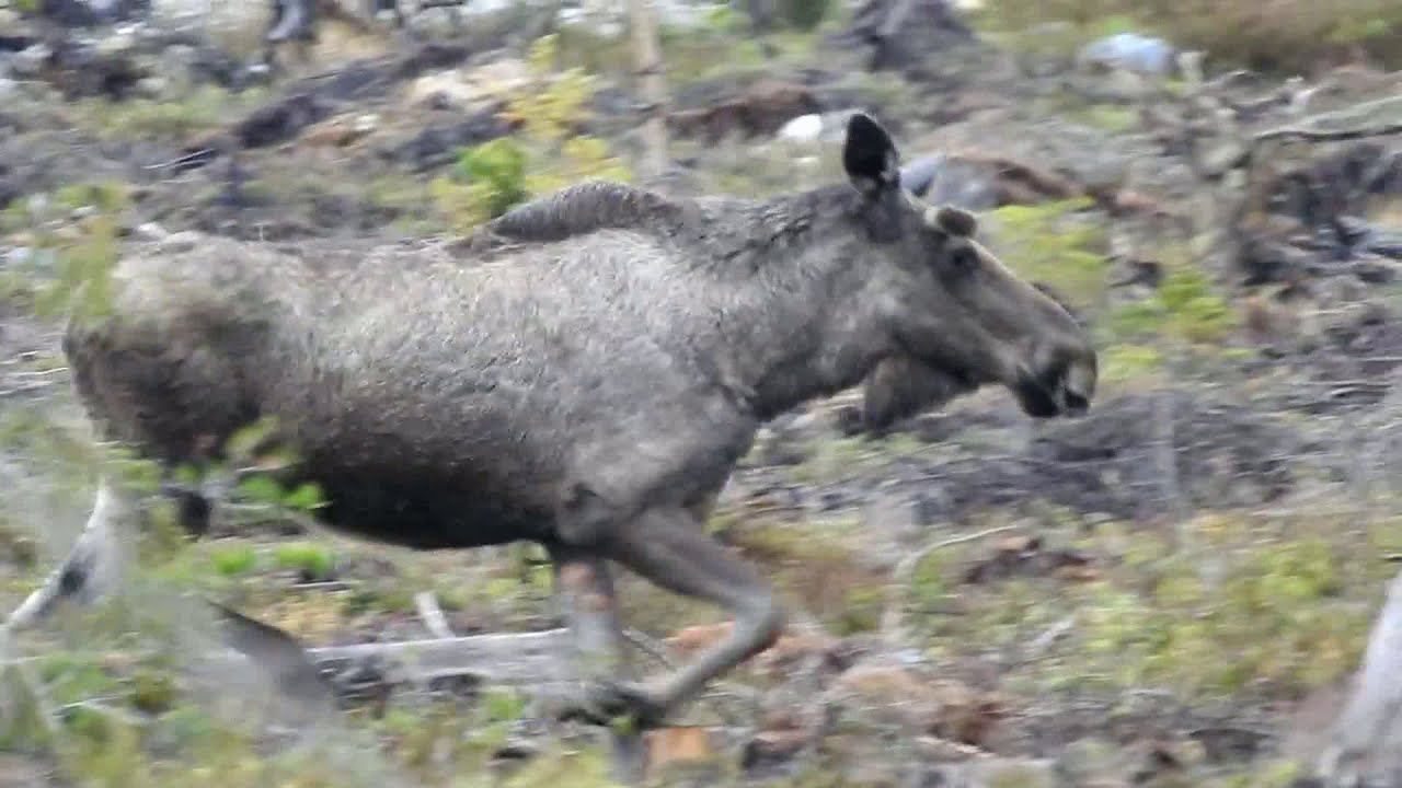 Road Trip through Sweden