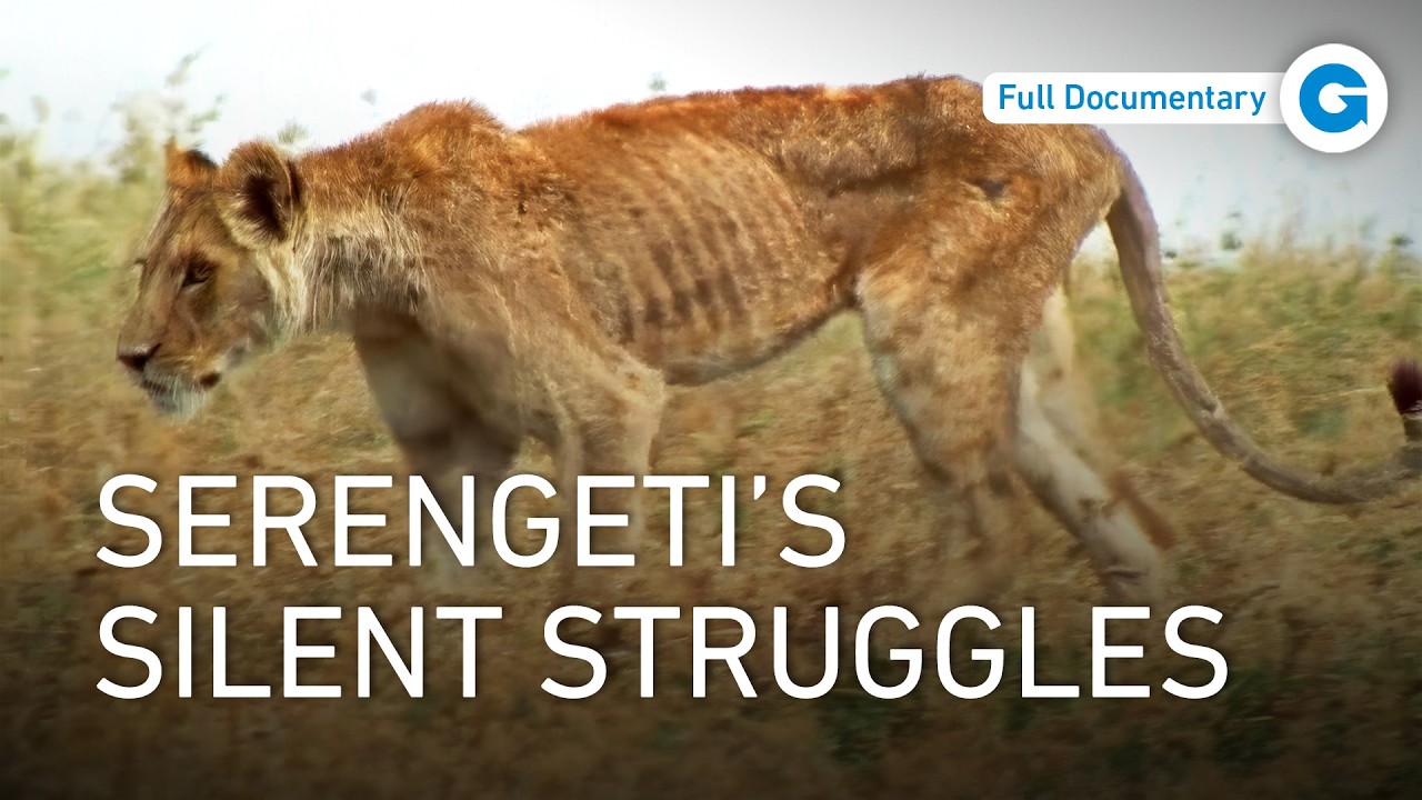 Serengeti Exposed: The Hidden Cost of Survival | Extra Long Documentary