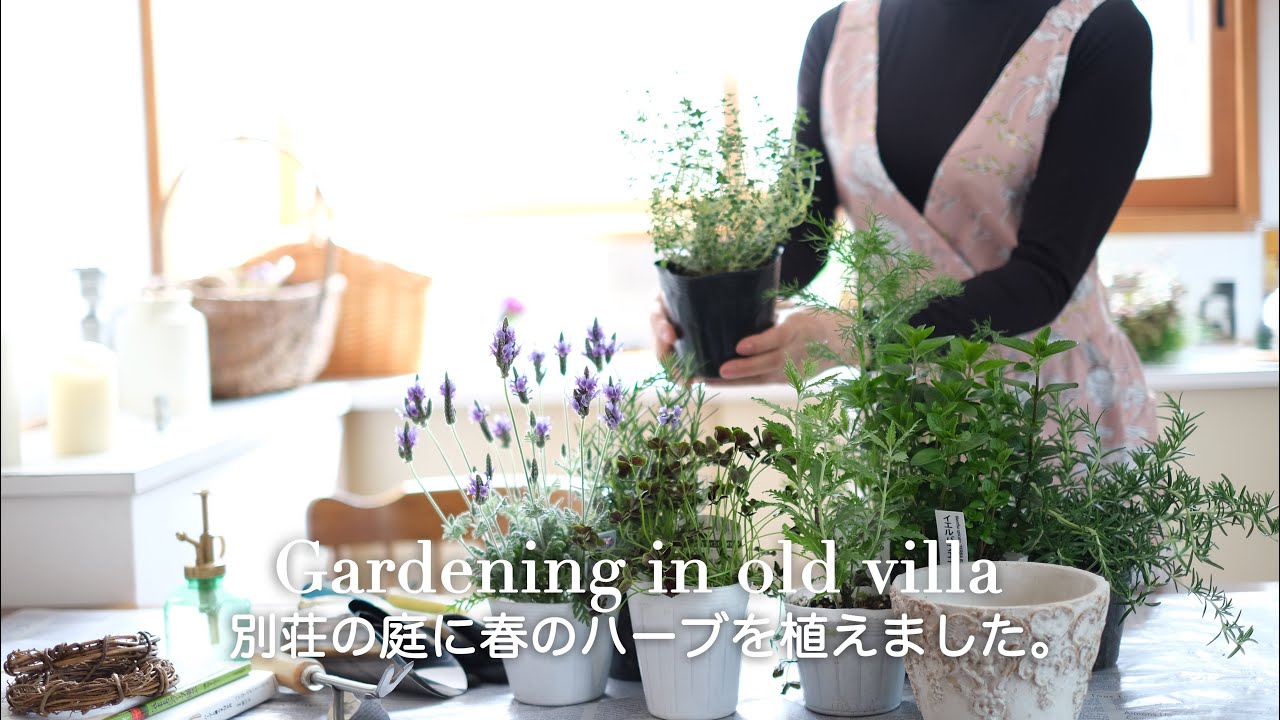 【築43年軽井沢別荘】古民家の庭にハーブを植えました。春のハーブティーとハーブ料理で癒しのひととき｜60代 東京⇄軽井沢二拠点生活