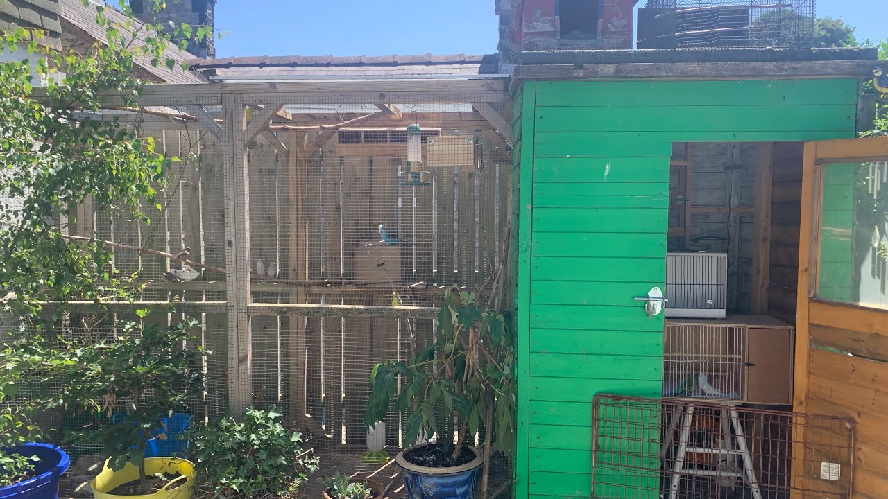 Little aviary update for you
