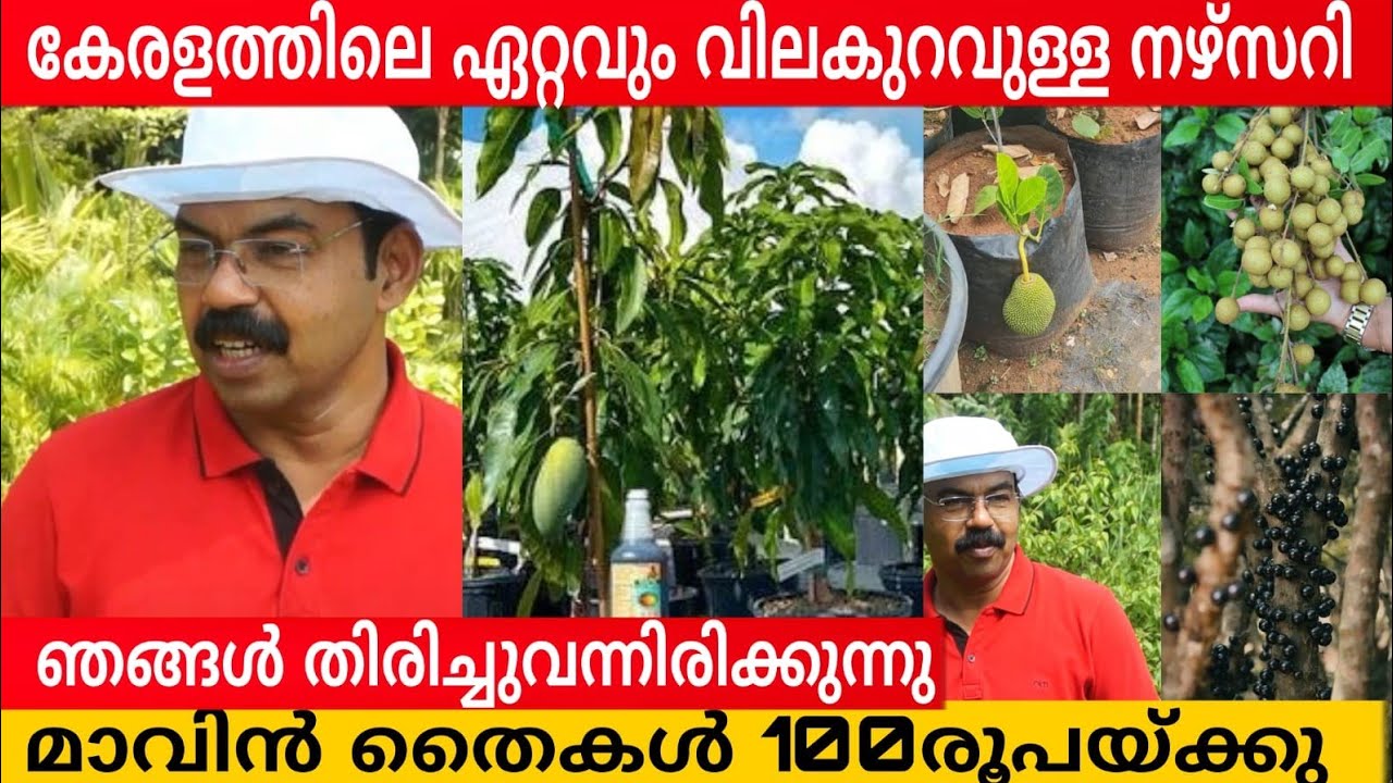 കേരളത്തിലെ  ഏറ്റവും വിലക്കുറവുള്ള നഴ്സറി |  Exotic Fruit Nursery in Kerala |Fruit Plants