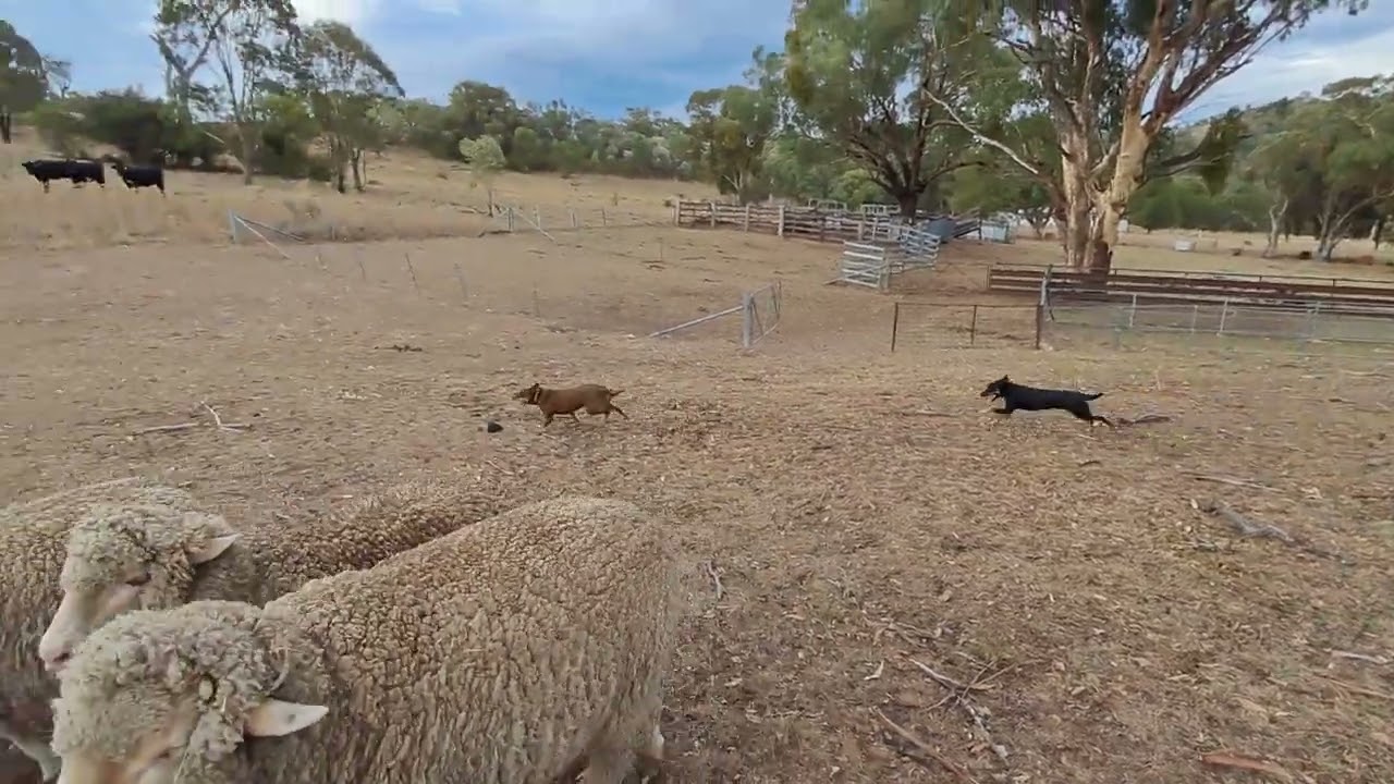 Rosie and Dingo