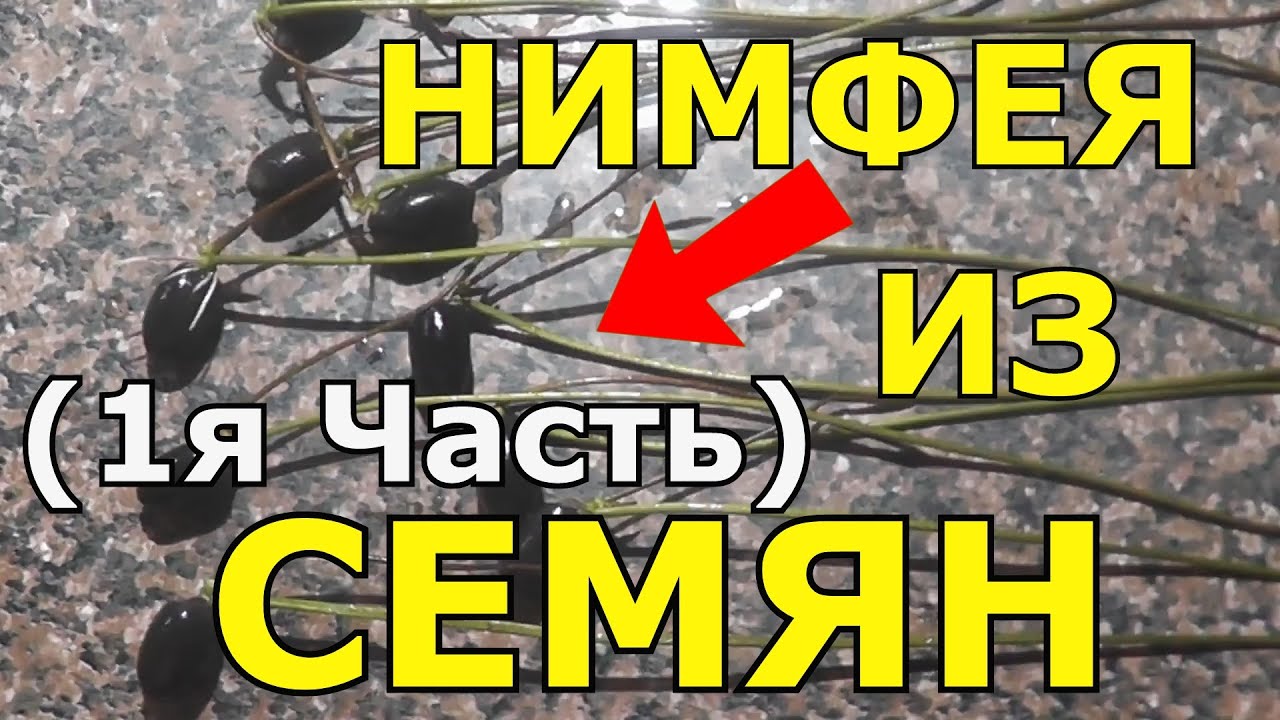 💯👉 Нимфея Лотос из семян Выращивание водяной лилии кувшинки в домашних условиях (1я Часть )