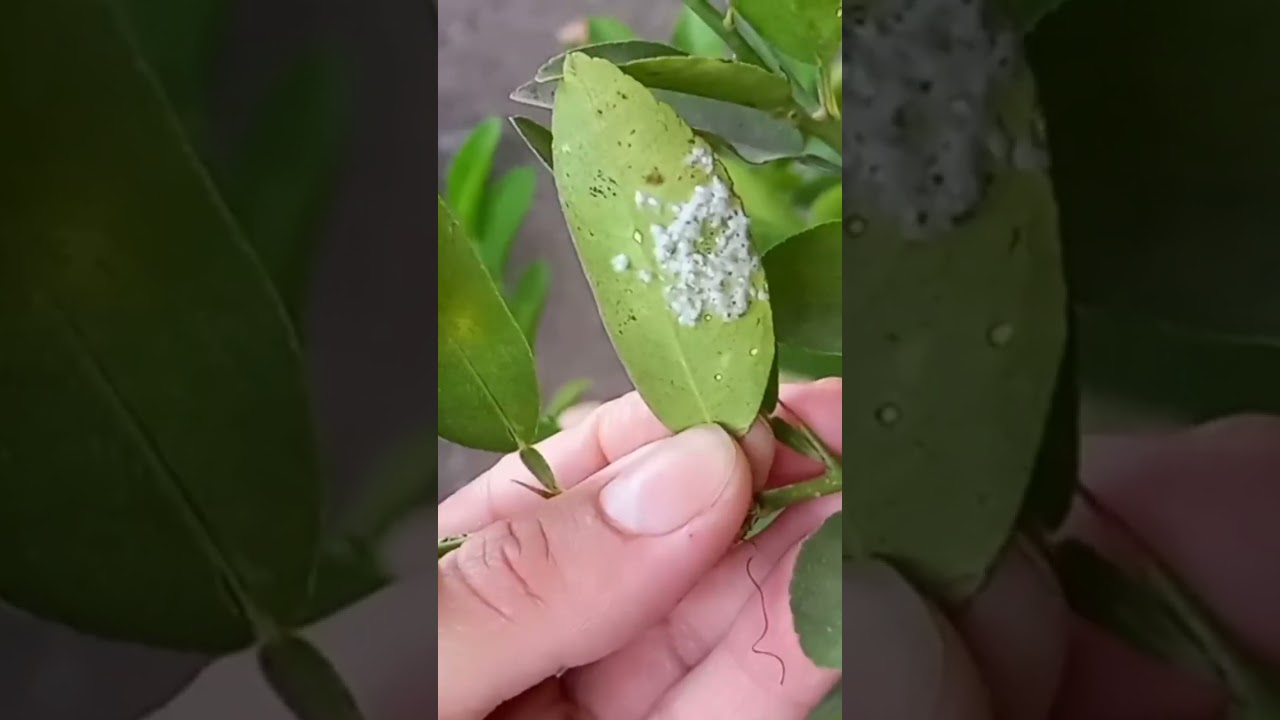 como eliminar la cochinilla algodonosa de tus limoneros o cualquier planta