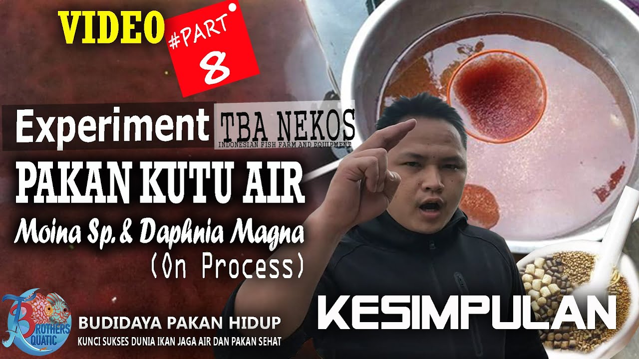 Part 8 Experiment Pakan Kutu Air Terbaik , Hasil yang dinantikan
