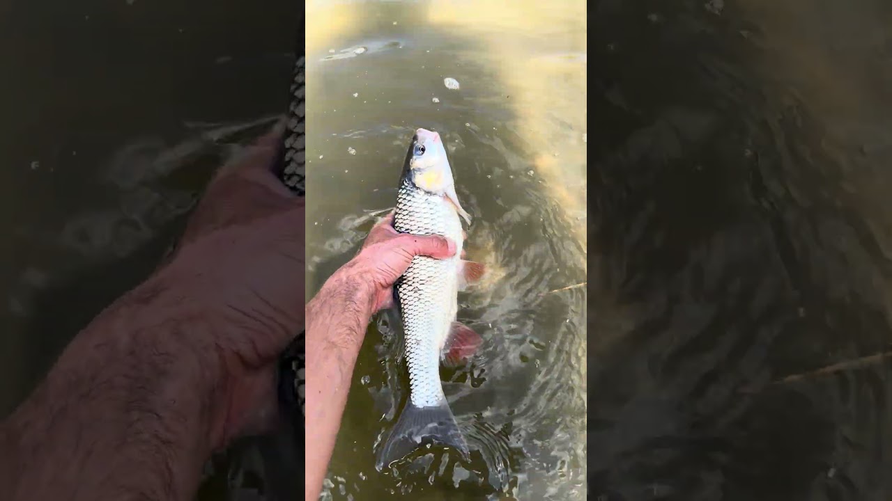 Clean de Tarnava Mare #fishing #catchandrelease #fish #fishinglife
