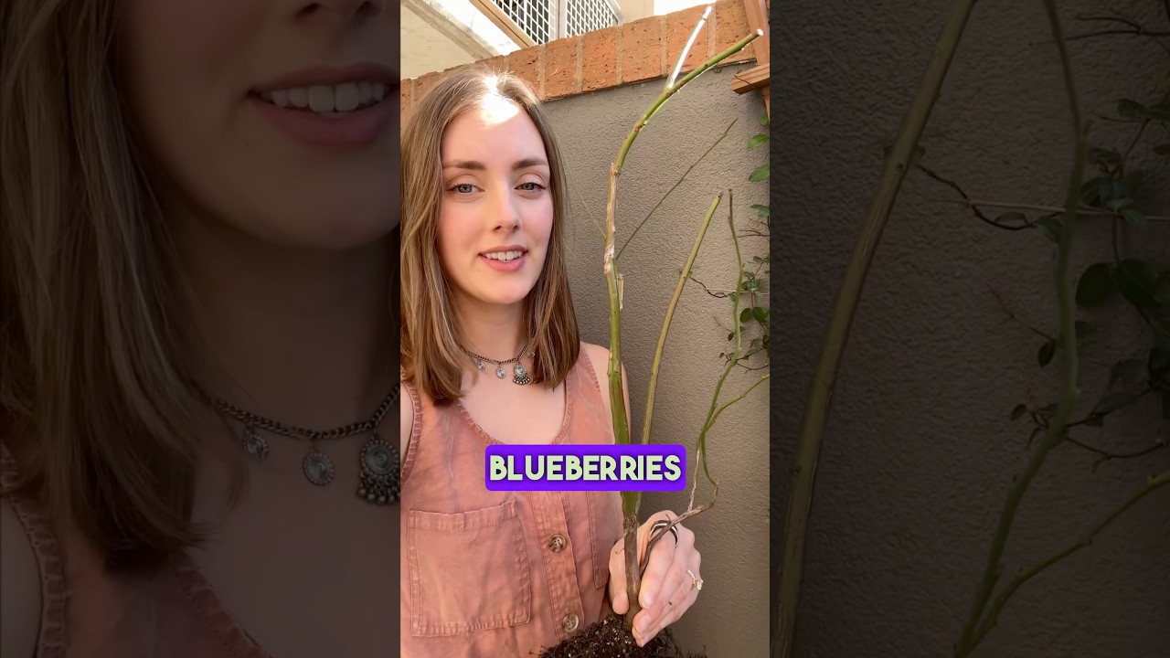 Avoid These Common MISTAKES When Planting Bare Root Blueberries! 🍇🚫