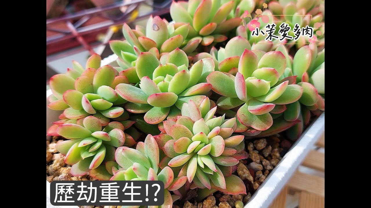 歷劫重生的多肉/秋冬換盆從零開始/藍精靈(藍蘋果)/桃木玫瑰/綺羅(盧艾拉)|多肉植物|小茉愛多肉|
