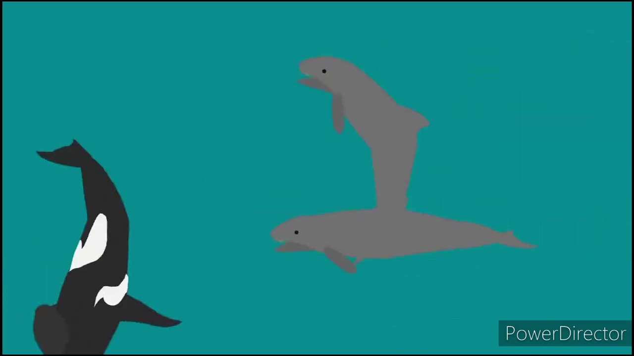 orca vs false killer whale