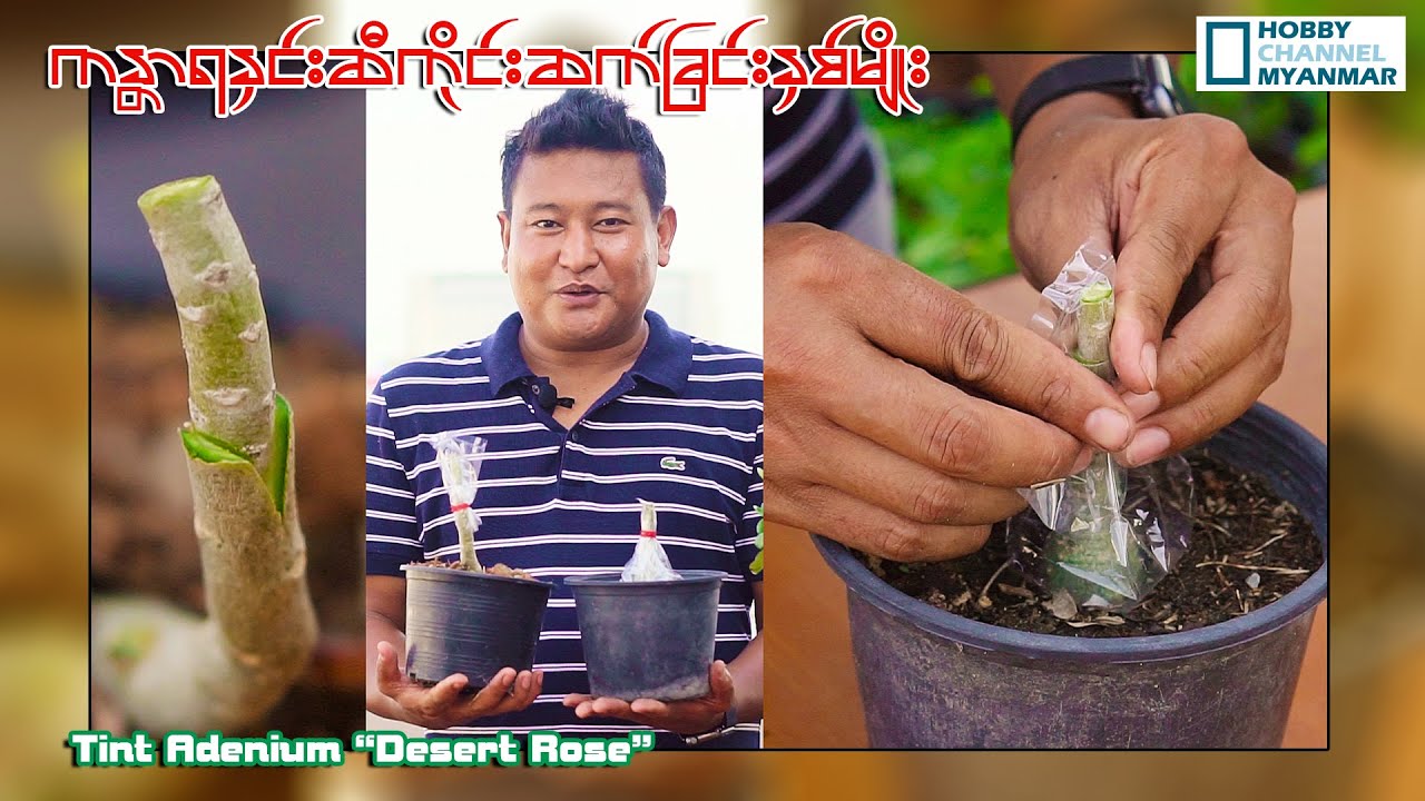 ကန္တာရနှင်းဆီ ကိုင်းဆက်ခြင်းနှစ်မျိုး ( tint Adenium)