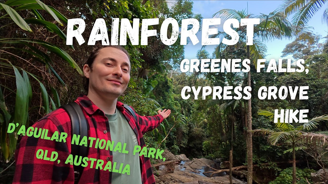 Rainforest, Cypress Grove & Greenes Falls hike | D’Aguilar National Park, QLD, Australia