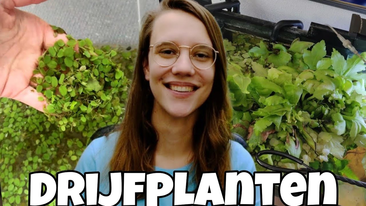 DRIJFPLANTEN: soorten, voordelen en verzorging! //Nickey//