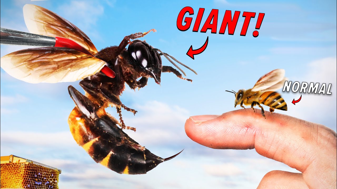 STUNG by a Giant Honey Bee!