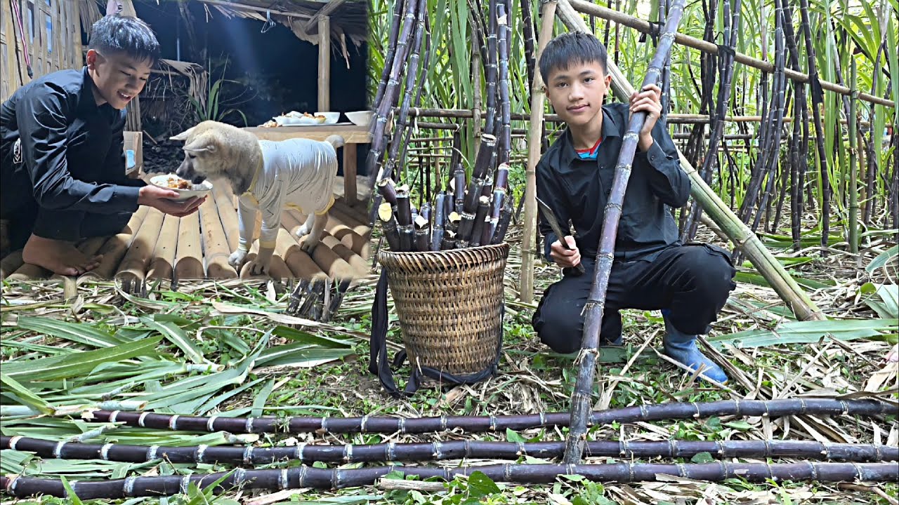 Nam bought black sugarcane to chop into small pieces to sell, and bought chicken to eat with Mun