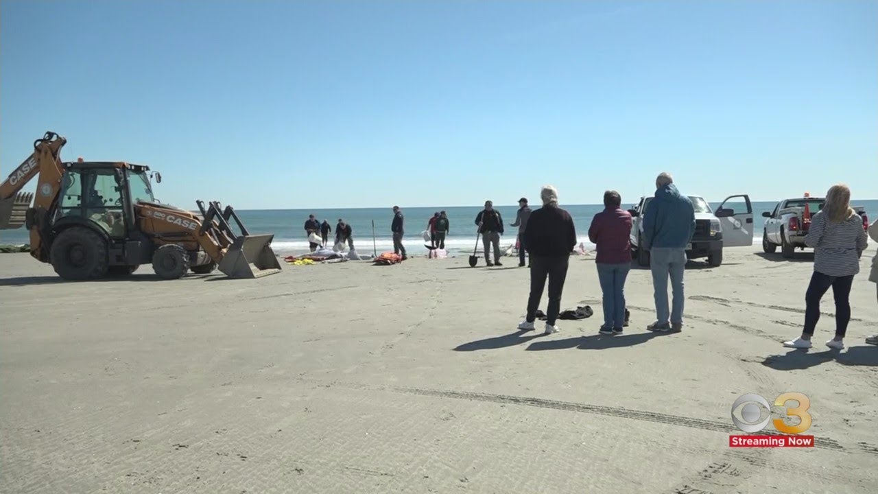 8 dolphins dead after wash ashore in Sea Isle City