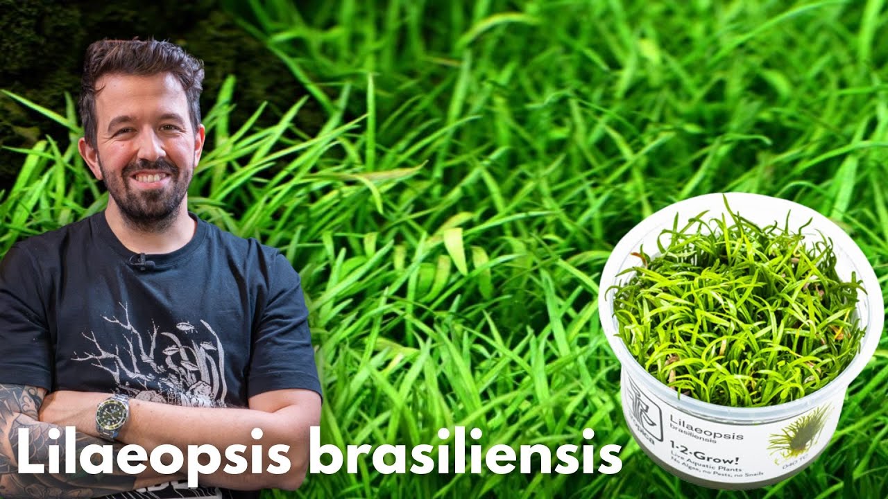 Der einfachste Bodendecker? Lilaeopsis brasiliensis | Liquid Nature Pflanzenvorstellung