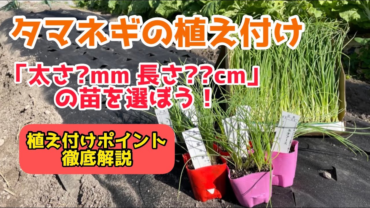 【野菜】タマネギの植え付け方法を解説します！