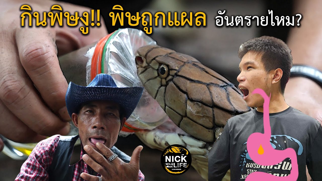 ลุยดิบ EP.32 กินพิษงู!! พิษถูกแผล อันตรายไหม?
