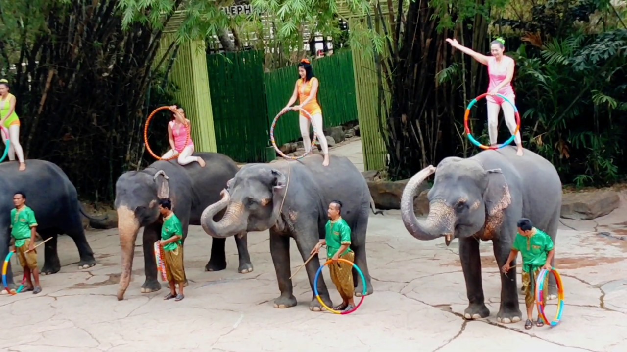 Elephant Show at Safari World, Bangkok