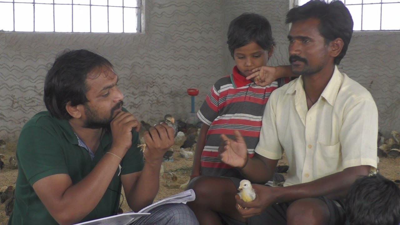 Mysore Nati Koli India's Genuine and 100 percent Trust Worthy Brand.