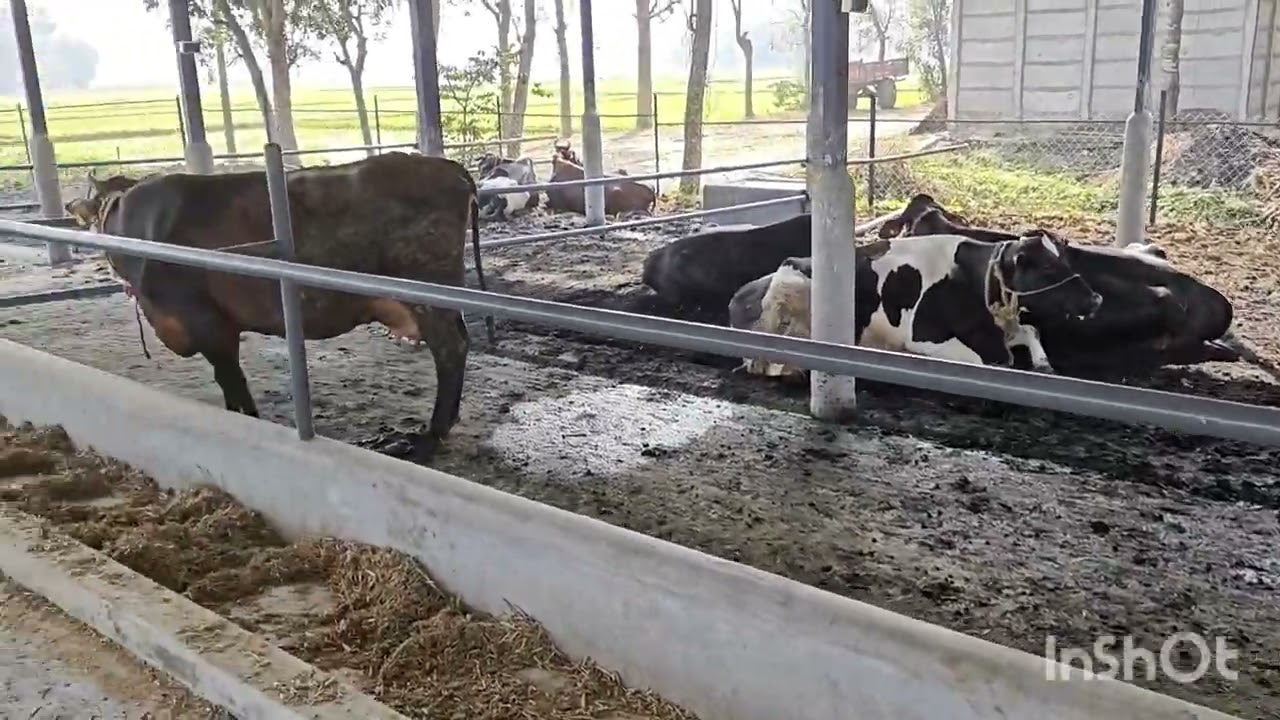 Annapurna Dairy Farm 