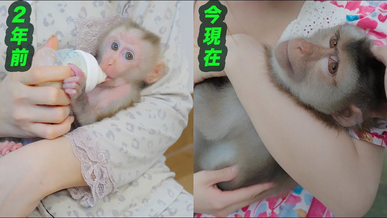 保護した子猿コウ君と3ヶ月ぶりの再会🐒✨大きくなったコウ君と感動のハグ💕 愛猫アメの治療に新たな希望も…🐱