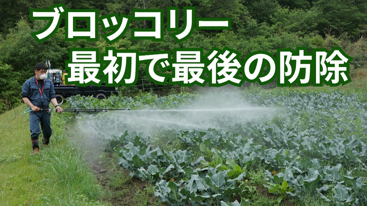 おはようブロッコリー最初で最後の防除作業21/5/19#1230
