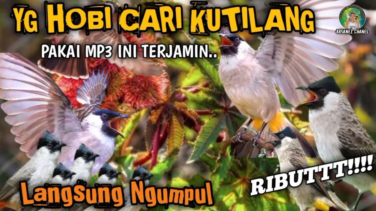 Suara pikat burung kutilang paling ampuh terbukti ❗ MP3 kutilang ganas