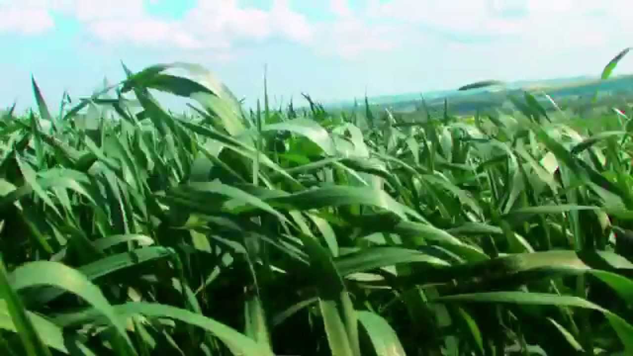 Feeding the Future (Yara Brand Video)