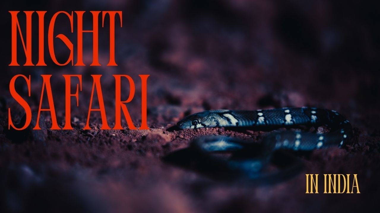KCRE Night Walk [Agumbe][Rainforest] Kalinga Mane:#westernghats#cobra #karnataka#reptiles
