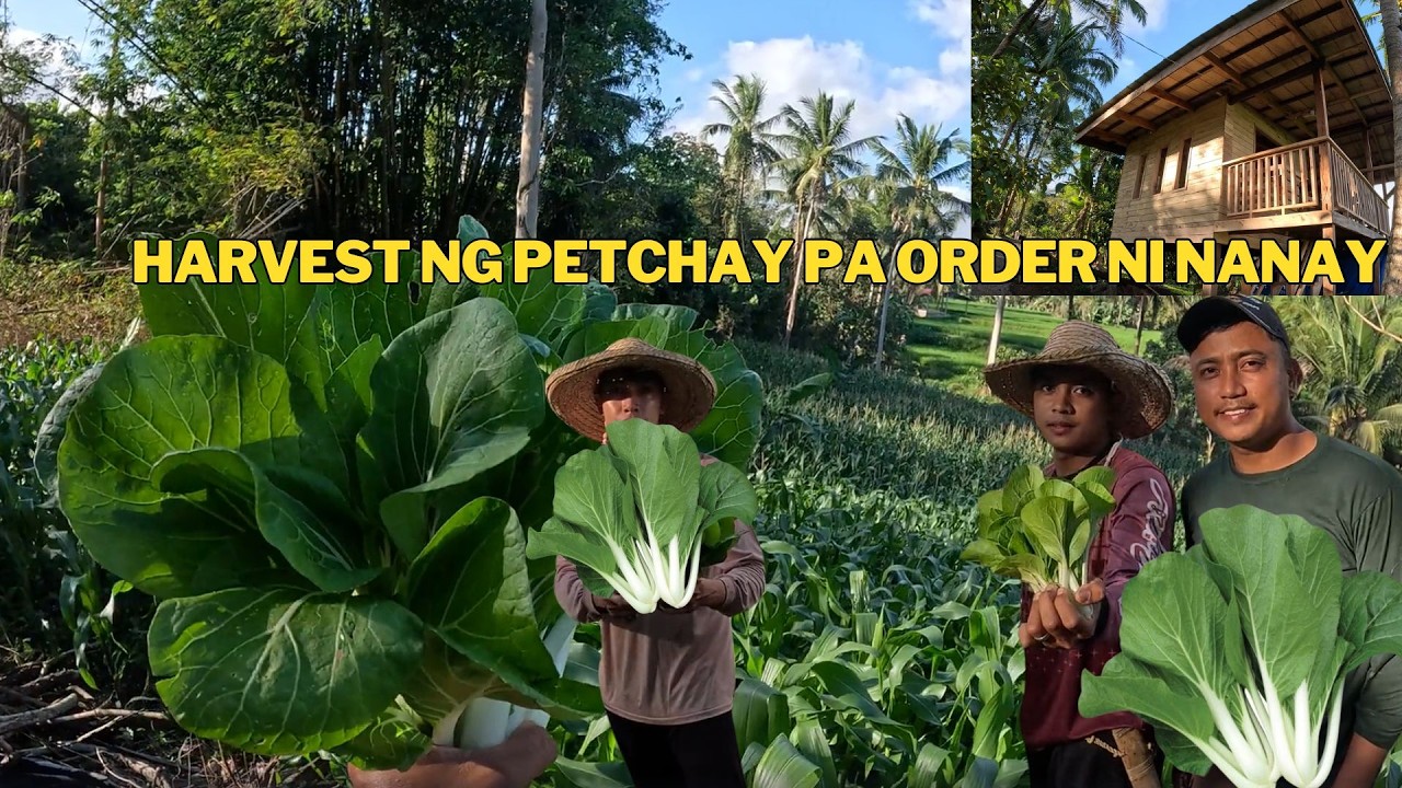 HARVEST NG PETCHAY TULONG TULONG KAMING MAGKAKAPATID PA ORDER NI NANAY @bomboyvlogs3518