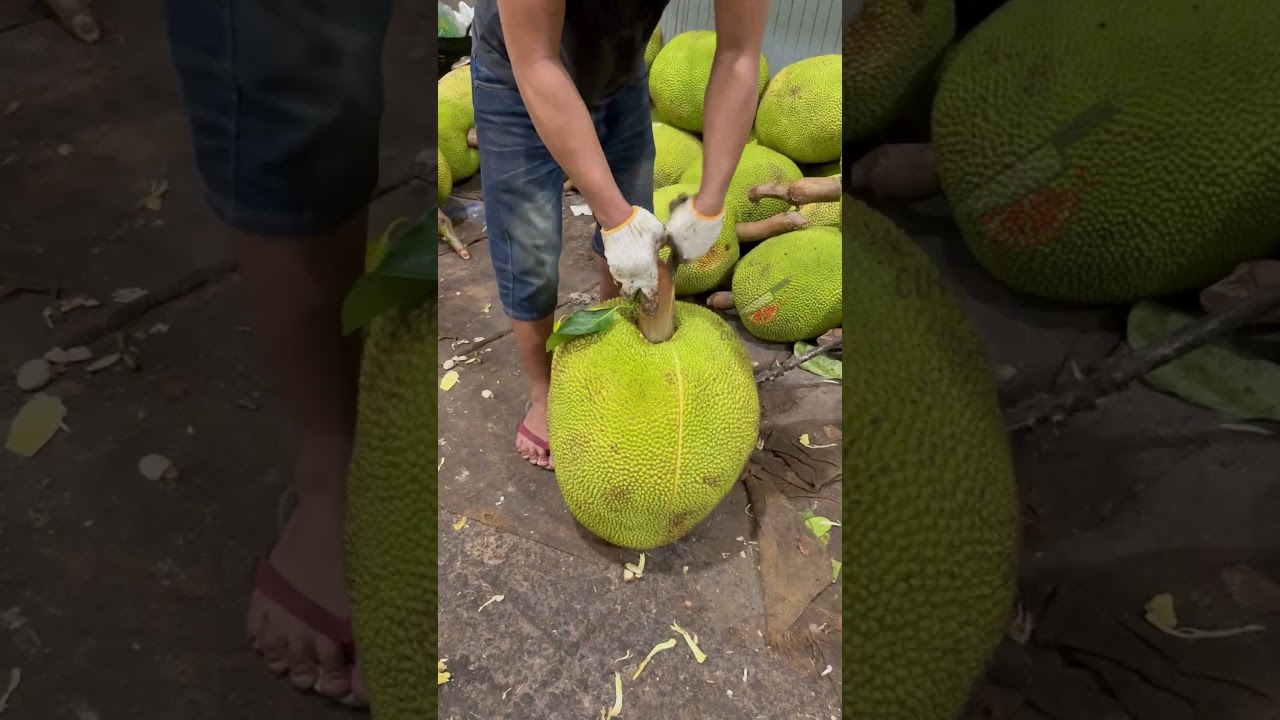 Big jackfruit cutting skills
