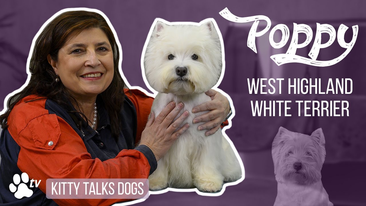 Grooming Poppy the senior West Highland White Terriër | Kitty Talks Dogs - TRANSGROOM