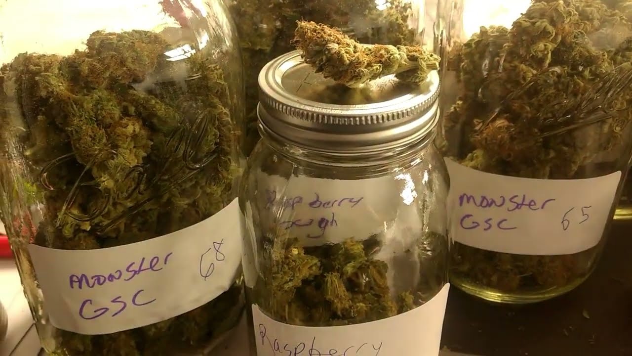 Monster Girl Scout Cookies - Seed to harvest