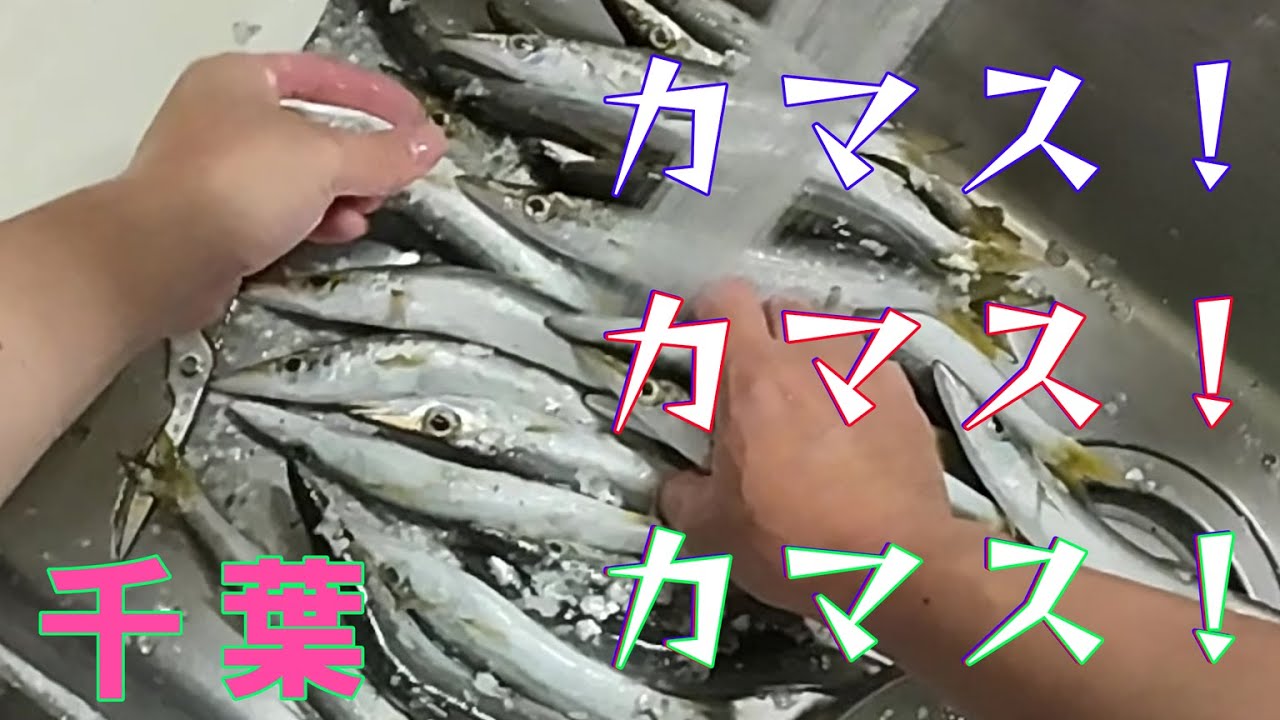 【カマス】【釣りルールは要確認！】もはや漁、ワームで一本釣り！【千葉】#カマス #ワーム #ジグヘッド #外房 #房総 #千葉